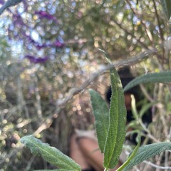 nicky nicky.. mixxed by rage (prod.pussypounder)