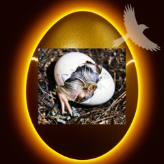 "Hatching." Live at Ecstatic Dance Cobourg May 9 2025 with voice