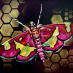 01 Butterfly Of The Night No. 1