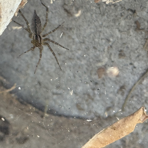 Rutt (Prod. sundwn & danielsaint)