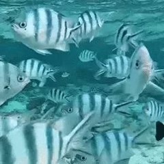 🫧🐟🪸🐚₊˚ෆ