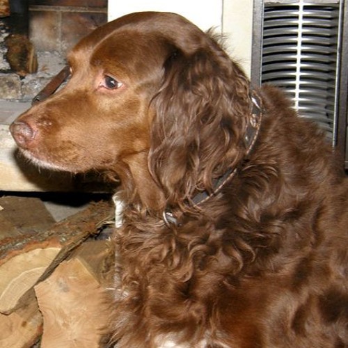 June Henry - Knightsbridge (Bladee Cover) *Stupidppl Re Edit*