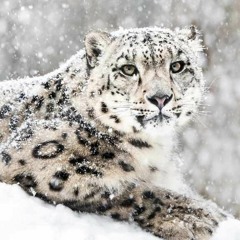 Snow Leopard RoarTama Animal Park In Tokyo,Japan