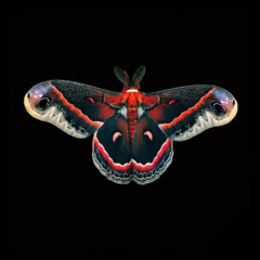 MOTH