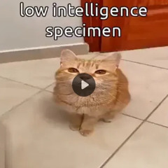 SOMEWHERE WITHIN {V-Mixed}