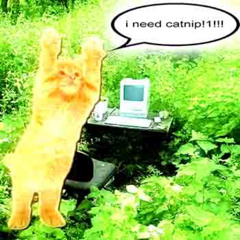catnip://dealer.kit