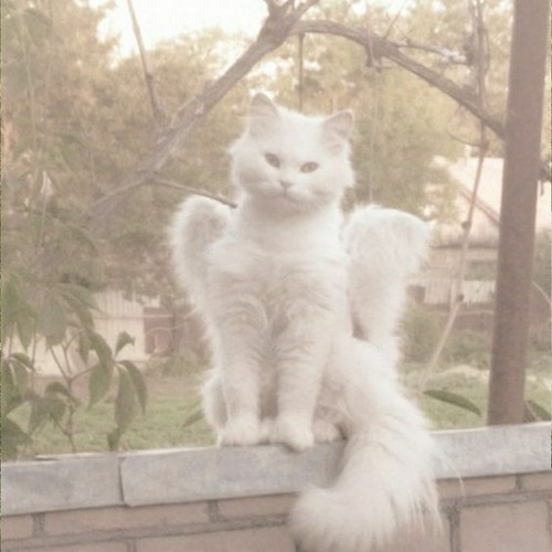 Stream glass breaking. tiktok sound! by † 𝖘𝖜𝖊𝖊𝖙𝖍𝖊𝖆𝖗𝖙 3 † Listen