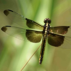 Local Artist: Andrew F - Flight of The Dragonfly