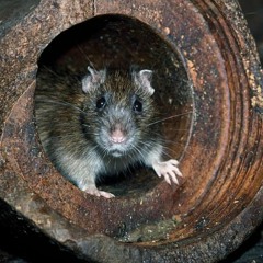 Sewer Rat