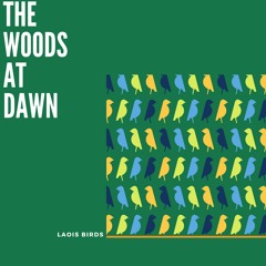 The Woods at Dawn