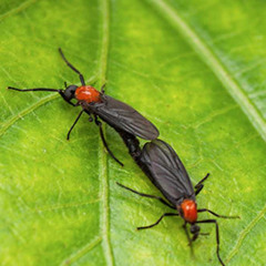 Lovebug Blues