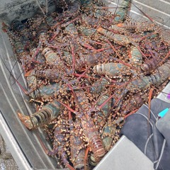 Sina-DanielBilip #remake #25