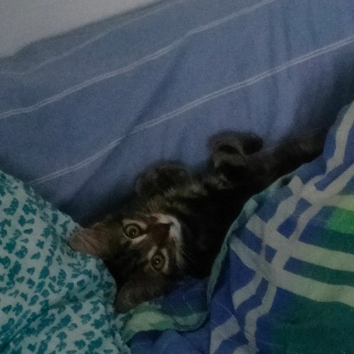 Anıl Emre Daldal - M.  [sped up]