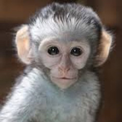 lil monkey gang freestyle “all dat ass”