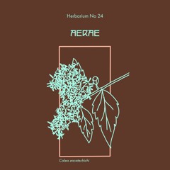 Herbarium No 24 - Aerae - Calea Zacatechichi