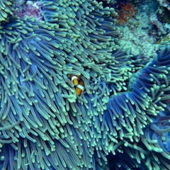 Waves (2009)