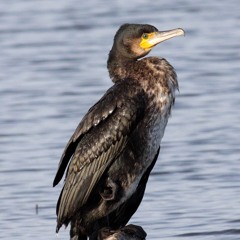 ты ебанат тупой, застрелись