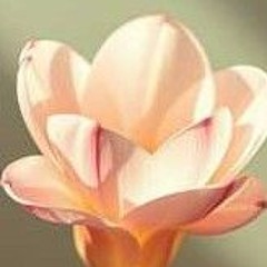 Soft Chaos Bloom