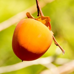 🍊persimmon pulp🍊