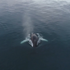 Over the Ocean