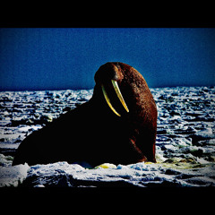 Obey the Walrus