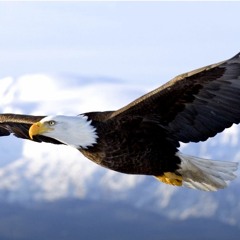 Aguila Aguile - Versao Ramanat Aguia Dourada - Sagrada Tradicao -  Ramanat Aguia Dourada
