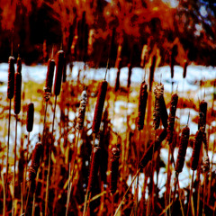 Rushes in Winter (naviarhaiku576)