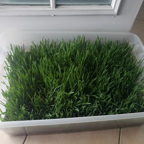 y1 + dai$uke + nakoo - xX_m0n3y_Xx