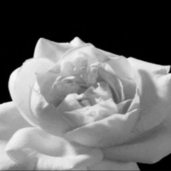 white rose, white blood