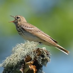 Common but anonymous - the Tree Pipit