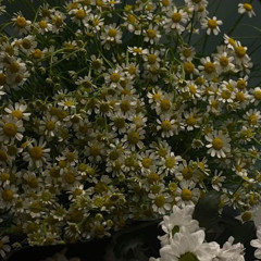 isso é griselda poxa