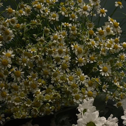 isso é griselda poxa