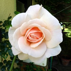 Como Una Flor © Gonzalo Bergara