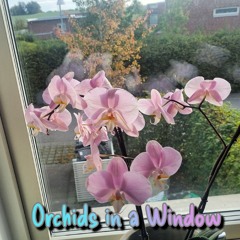 Orchids in a Window