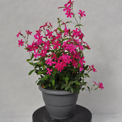 Silene
