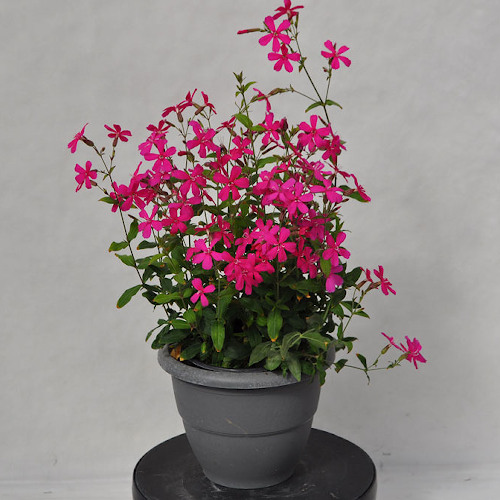 Silene