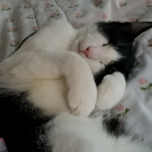 Gibbon by TTNG cover