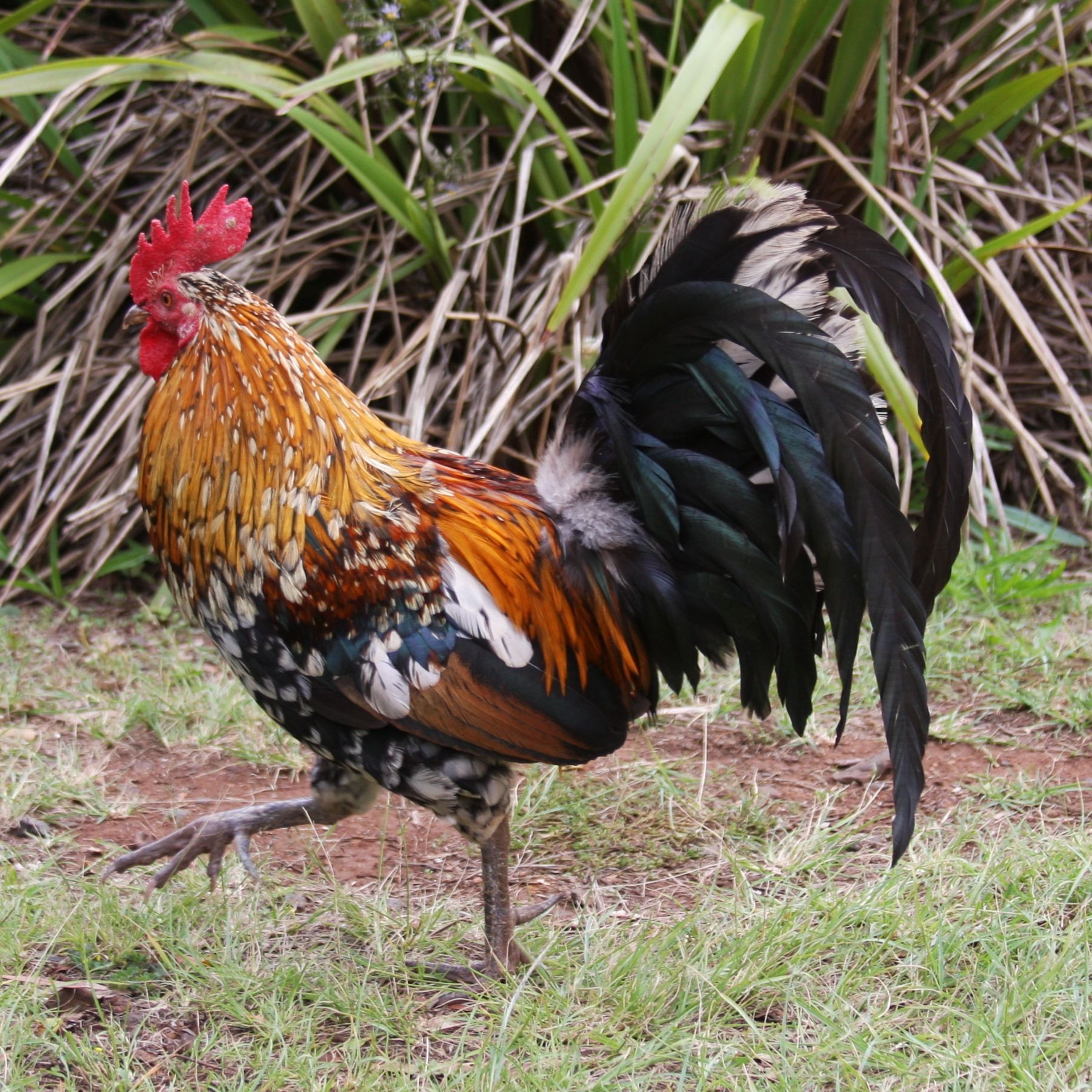 Climate Goal in Trouble, EV Chargers, Sy Montgomery on the Brains Behind the Cluck and more. episode artwork