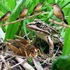 Hujan dan Petir disertai suara Kodok dan Jangkrik (relaksasi istirahat)