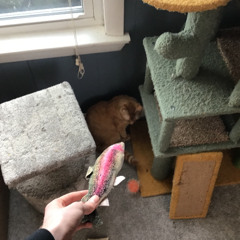 Dog Guitar