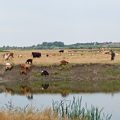 Calugareni  1