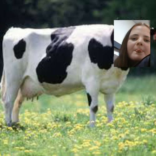 spinning monkey x autistic person