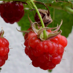 raspberry
