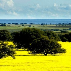 Veneno (Roberto Luzardo e Lisandro Amaral)