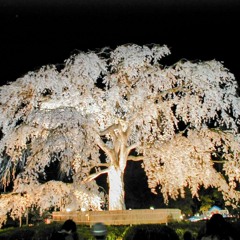 つまらなそうにその子は 20230831155902 Nectar