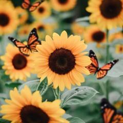 Kuzu Mellow - sunflower feelings [slowed + reverb]
