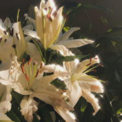 GILDED LILY (RVBI REMIX) ------------------CULTS---------------HOUSE REMIX