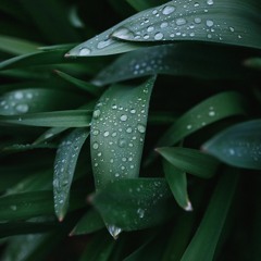 Bliss Among Rain