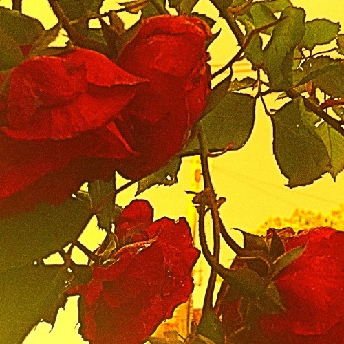 The Rose of the World