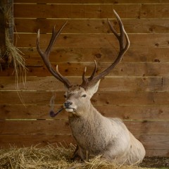 Statica (Dub - Reggae)